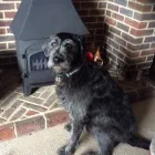 Business 2 image FAREWELL FRIEND - PET EUTHANASIA AT HOME Veterinary Services in Lenham Ke