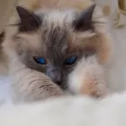 Business 1 image FE'S FURNOMENAL PET SERVICES | WIRRAL Pets & Animals in Wirral Me