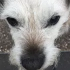 Business 2 image FE'S FURNOMENAL PET SERVICES | WIRRAL Pets & Animals in Wirral Me