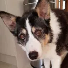 Business 4 image FE'S FURNOMENAL PET SERVICES | WIRRAL Pets & Animals in Wirral Me