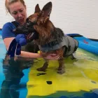 Business 1 image FIT4DOGSUK LTD CANINE HYDROTHERAPY CENTRE Veterinary Services in Beverley No
