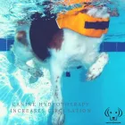 Business 6 image FIT4DOGSUK LTD CANINE HYDROTHERAPY CENTRE Veterinary Services in Beverley No