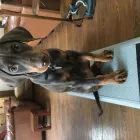 Business 1 image FOCUS DOGS Pets & Animals in Harrow Gr