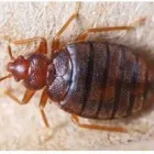 Business 4 image FOREST OF DEAN PEST CONTROL Pest & Animal Control in Lydney Gl