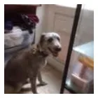 Business 1 image FROM SCRUFFY TO FLUFFY Veterinary Services in Yeovil So