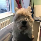 Business 2 image FROM SCRUFFY TO FLUFFY Veterinary Services in Yeovil So