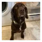 Business 4 image FROM SCRUFFY TO FLUFFY Veterinary Services in Yeovil So