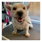 Business 6 image FROM SCRUFFY TO FLUFFY Veterinary Services in Yeovil So