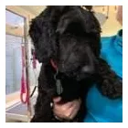 Business 9 image FROM SCRUFFY TO FLUFFY Veterinary Services in Yeovil So