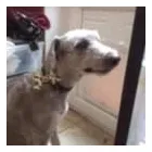 Business 10 image FROM SCRUFFY TO FLUFFY Veterinary Services in Yeovil So