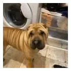 Business 11 image FROM SCRUFFY TO FLUFFY Veterinary Services in Yeovil So