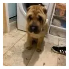 Business 12 image FROM SCRUFFY TO FLUFFY Veterinary Services in Yeovil So