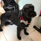 Business 16 image FROM SCRUFFY TO FLUFFY Veterinary Services in Yeovil So