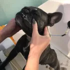 Business 17 image FROM SCRUFFY TO FLUFFY Veterinary Services in Yeovil So