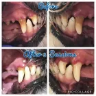 Business 18 image FROM SCRUFFY TO FLUFFY Veterinary Services in Yeovil So