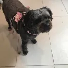 Business 20 image FROM SCRUFFY TO FLUFFY Veterinary Services in Yeovil So