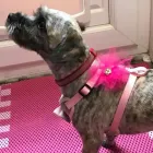 Business 27 image FROM SCRUFFY TO FLUFFY Veterinary Services in Yeovil So