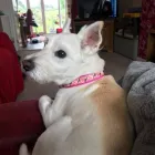 Business 28 image FROM SCRUFFY TO FLUFFY Veterinary Services in Yeovil So