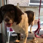 Business 30 image FROM SCRUFFY TO FLUFFY Veterinary Services in Yeovil So