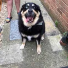 Business 34 image FROM SCRUFFY TO FLUFFY Veterinary Services in Yeovil So