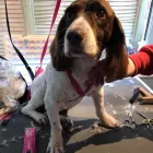 Business 37 image FROM SCRUFFY TO FLUFFY Veterinary Services in Yeovil So