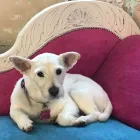 Business 42 image FROM SCRUFFY TO FLUFFY Veterinary Services in Yeovil So