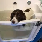 Business 43 image FROM SCRUFFY TO FLUFFY Veterinary Services in Yeovil So