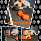 Business 46 image FROM SCRUFFY TO FLUFFY Veterinary Services in Yeovil So