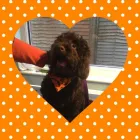 Business 47 image FROM SCRUFFY TO FLUFFY Veterinary Services in Yeovil So