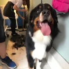 Business 54 image FROM SCRUFFY TO FLUFFY Veterinary Services in Yeovil So