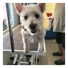 Business 61 image FROM SCRUFFY TO FLUFFY Veterinary Services in Yeovil So