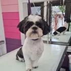 Business 1 image FURRY CHARM Pets & Animals in Swinton La