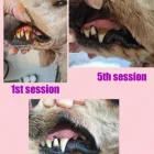 Business 4 image FURRY CHARM Pets & Animals in Swinton La