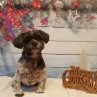 Business 11 image FURRY CHARM Pets & Animals in Swinton La