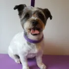 Business 19 image FURRY CHARM Pets & Animals in Swinton La