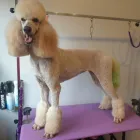 Business 21 image FURRY CHARM Pets & Animals in Swinton La
