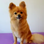 Business 31 image FURRY CHARM Pets & Animals in Swinton La