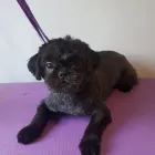 Business 44 image FURRY CHARM Pets & Animals in Swinton La