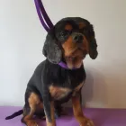 Business 59 image FURRY CHARM Pets & Animals in Swinton La