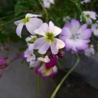 Business 2 image GLEDHOW AVENUE P.O Post Offices in Leeds We