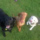 Business 5 image GOWALKIES PET SERVICES Dog Walking in Southport Me