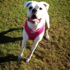 Business 8 image GOWALKIES PET SERVICES Dog Walking in Southport Me