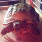 Business 9 image GOWALKIES PET SERVICES Dog Walking in Southport Me