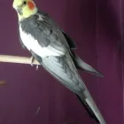 Business 11 image GOWALKIES PET SERVICES Dog Walking in Southport Me