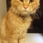 Business 2 image GOWALKIES PET SERVICES Dog Walking in Southport Me