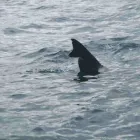 Business 8 image GREEN ENERGY (FELIXSTOWE) LTD Solar Energy in Felixstowe Su