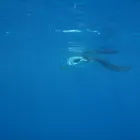 Business 11 image GREEN ENERGY (FELIXSTOWE) LTD Solar Energy in Felixstowe Su