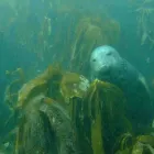 Business 4 image GREEN ENERGY (FELIXSTOWE) LTD Solar Energy in Felixstowe Su