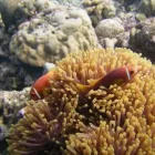 Business 5 image GREEN ENERGY (FELIXSTOWE) LTD Solar Energy in Felixstowe Su