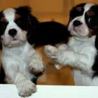 Business 1 image GS MOTORISED SATELLITES Satellite & Cable Tv in Stoke-On-Trent St